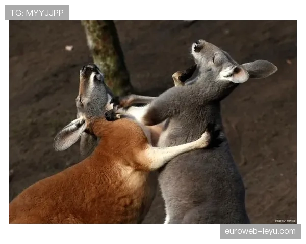 西布朗袋鼠成功完成跳跃挑战,掀起动物运动训练新风潮 西布朗袋鼠成功完成跳跃挑战,掀起动物运动训练新风潮